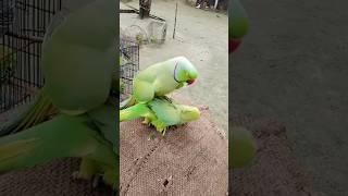 Parrot male and female masti  #parrot #shorts