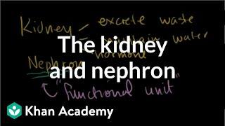 The kidney and nephron | Renal system physiology | NCLEX-RN | Khan Academy