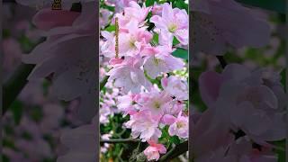 pink flowering tree #beautifulflowers #nature #shorts