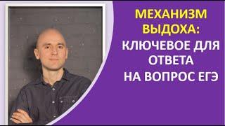 4. Механизм выдоха: ключевое для ответа на вопрос ЕГЭ