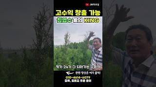 침엽수계의 대혁명! 가성비 조경, 고수익 창출 가능한 속성수를 소개합니다! #JW가드닝