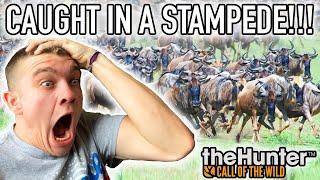 CAUGHT IN A WILDEBEEST STAMPEDE! Hunter Call of the Wild Pt.45 - Kendall Gray