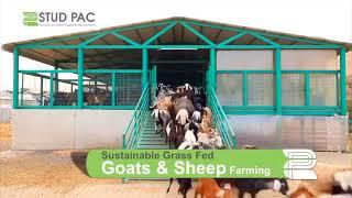 Hi Tech Goat Farm UAE