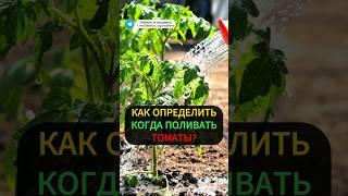 Когда поливать томаты:Простой способ проверить влажность почвы #огород #томаты #полив #помидоры #сад