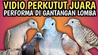 BURUNG PERKUTUT JUARA DI ARENA LOMBA #perkututjuara