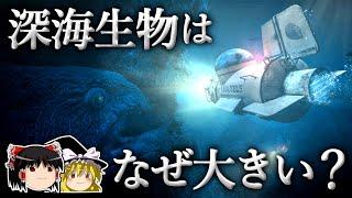 なぜ深海に棲む生物は巨大に進化したのか？【ゆっくり科学】