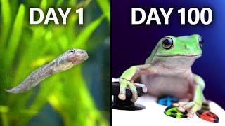 Raising Frogs to Play Videogames!