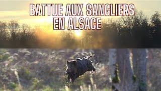 Chasse aux sangliers en Alsace:une battue animée/Wild Boar Hunting/Wildschwein Druckjagt