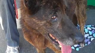 A5051116 Hope | German Shepherd