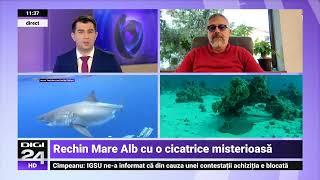 Fotografia incredibilă a unui rechin Marele Alb cu o cicatrice uriașă stârnește dezbateri aprinse