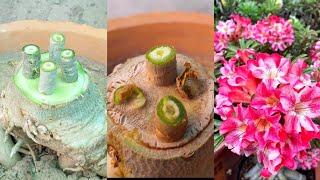 Unique Multiple Grafting Method  On Adenium | Graft Desert Rose Plant