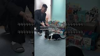 사업 대박난 고양이 #shorts #shortvideo #고양이 #시트콤