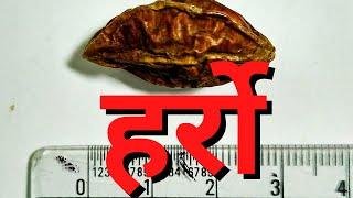 हर्रोको फाईदा || Harro or Terminalia Benefits for Health