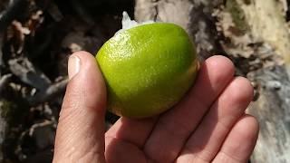 Persian lime or Tahiti lime (Citrus x latifolia)