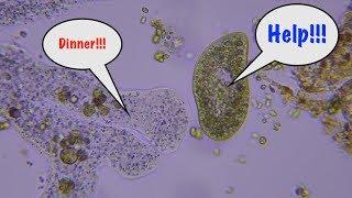 How do amoebas feed?