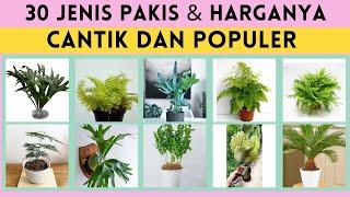 30 Types of Ferns and Their Prices, Latest Fern Prices, Types of Ferns, Viral Plants in 2022