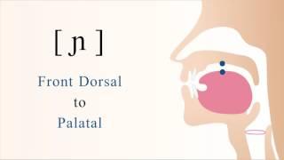 [ ɲ ] voiced front dorsal palatal nasal stop