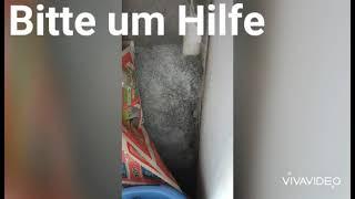 Ich bitte um Hilfe,  muss dringend raus (Capi Adi )