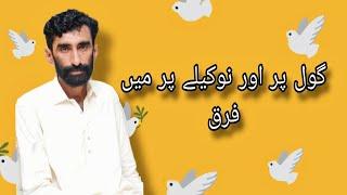گول پر اور نوکیلے پر میں فرق️️️#pakistan #youtube #kabootar#