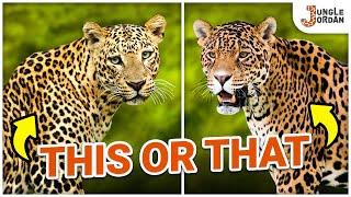 Leopard vs Jaguar | What's the Difference?