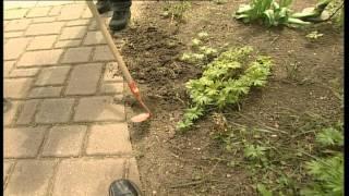 Gartentipps: lästiges Unkraut verbannen