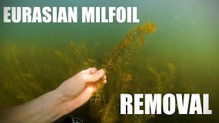 White Sand Lake Eurasian Milfoil Clean up