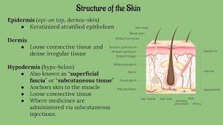 Integumentary System Lecture CHAPTER 5