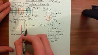 Voltage Gated Sodium Channels Part 1