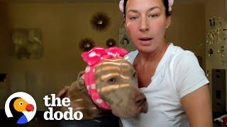 Stray Pittie Jumps Into Woman's Lap | The Dodo