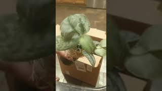 The Sill Plant Unboxing!