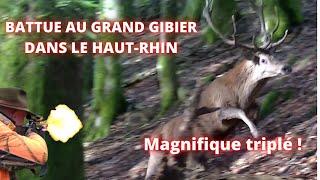 Battue en Alsace:triplé sanglier/chevrette/daguet!Druckjagd auf Wildschwein-Amasing Driven Hunt