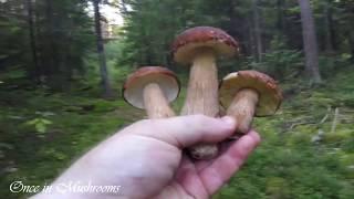 Собираем Боровики в августе. Белые грибы. Mushroom. Boletus.  Однажды в Грибах 2. 020818.