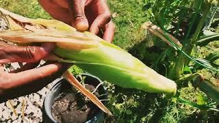 Quick Corn Harvest|Gardening Trials