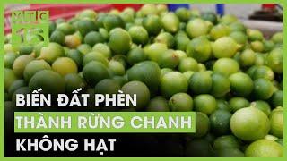 "Rừng" chanh không hạt giữa vùng đất phèn | VTC16