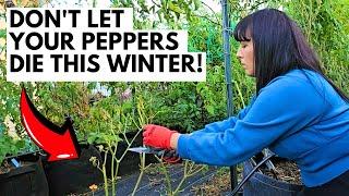 How to Winterize Your Pepper Plants So They Live/Produce For Many Years: Step-by-Step Garden Guide