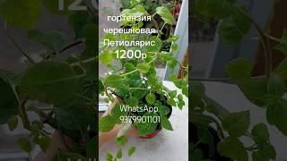 Продажа гортензий 89379901101Ватсап#гортензии#метельчатаягортензия#дача#черешковаягортензия