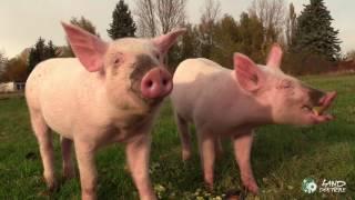 Anni & Rosalie: Fröhlich schmatzende Schweine auf dem Lebenshof