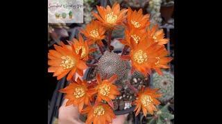 Rebutia Heliosa Quick Overview & Care Tips