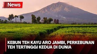 Keindahan Kebun Teh Kayu Aro Jambi, Perkebunan Teh Tertinggi Kedua di Dunia - iNews Pagi 14/04