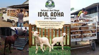 PENGIRIMAN SAPI, DOMBA & KAMBING HIMMATANA FARM  IDUL ADHA 2024