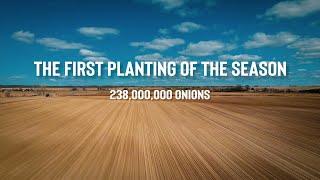 How to Plant Onions, 238 MILLION OF ONIONS  - ShayFarmKid Series, Episode 2 Owyhee Produce