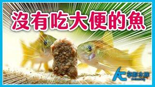 這世界上沒有會吃大便的魚。鼠魚 異形魚 都在撿什麼吃？｜AC草影水族