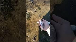 fishing in the river, рыбалка, отпускаю плотву в обратно а реку
