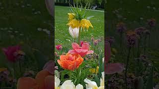 Spring flowers #flowers #nature
