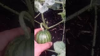 Ukraine harvest 2023, watermelons series 2 continuation #shorts #stories #nature #travel