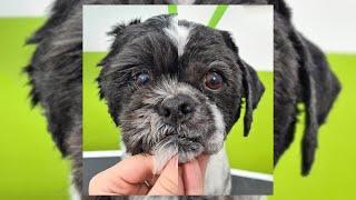 How to trim a clean Shih Tzu face - Dog grooming tutorial