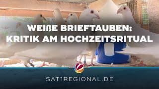 Weiße Brieftauben: Kritik am Hochzeitsritual