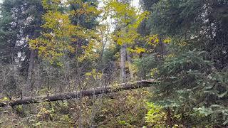 PO'd Mountain Bigfoot Warns Hunter In Blind