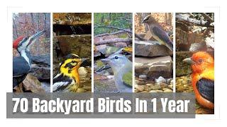 70 Different Species of Birds Visited Warbler Ridge in 2023 | Video Clips of Each | Eastern US