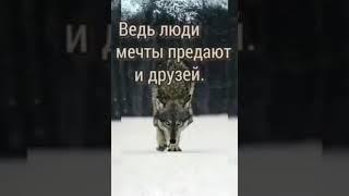 я полностью согласен, волки благородный людей, люди самые жестокий на земле
